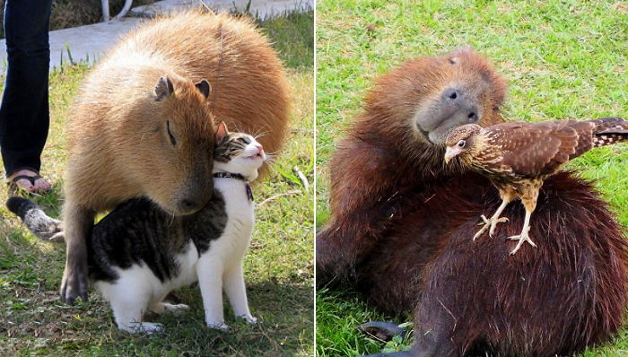 “동물들의 아이돌”…특유의 친화력으로 ‘인싸력甲’ 소리 듣는 카피바라