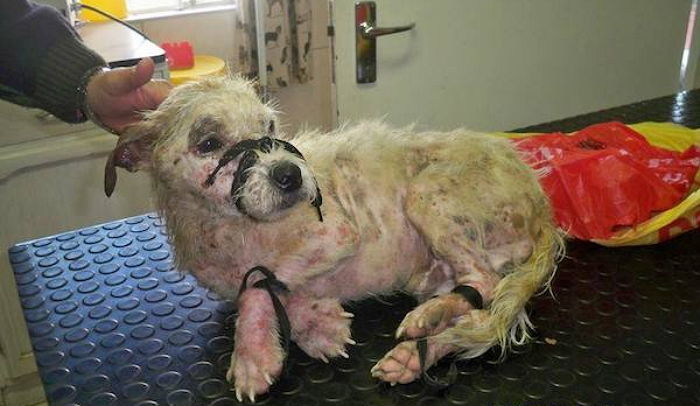 철로 위 버려진 ‘검은 봉지’ 안에서 사람 목소리에 꼬리 흔든 강아지