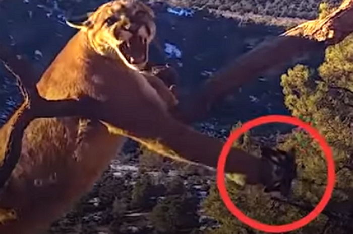 덫에 걸려 포효하는 ‘야생 퓨마’ 목숨 걸고 살려준 구조 요원들