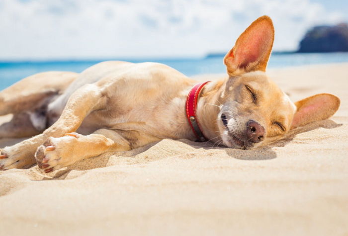 당신이 댕댕이에게 정말 좋은 주인이라는 6가지 증거
