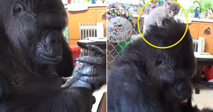 아기 고양이 ‘입양’하고 너무 귀여워 어쩔 줄 모르는 고릴라