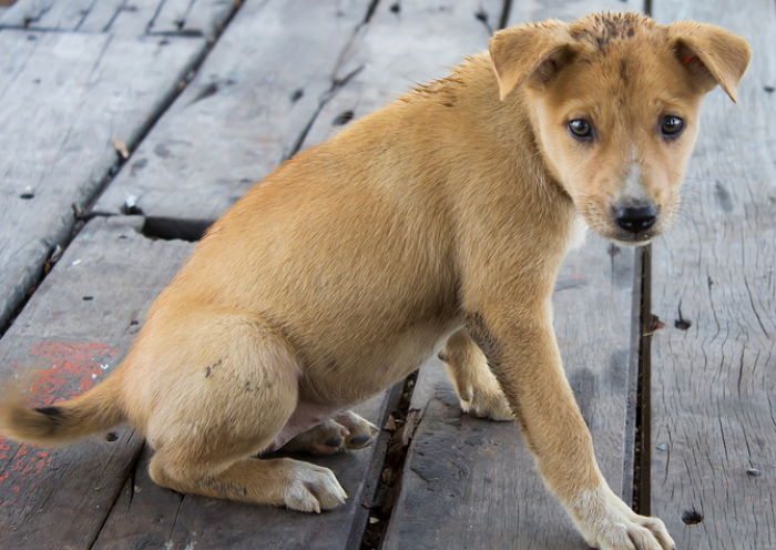 자신 버린 주인 보고 싶어 ‘1년’ 동안 집 주변만 맴돈 강아지
