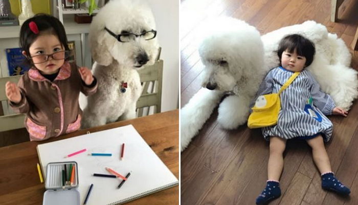 ‘뽀시래기’ 아기 졸졸 쫓아다니며 보살피는 자이언트 푸들 오빠