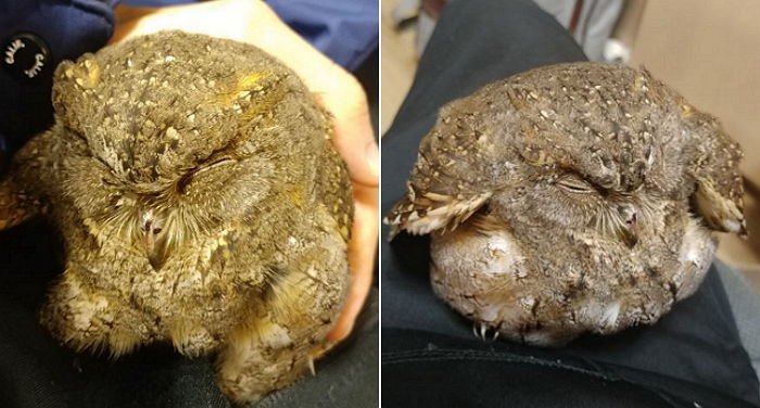 자신을 살려준 생명의 은인에게 ‘새똥’으로 감사 전한 아기 부엉이