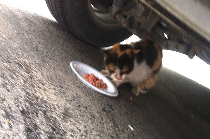 “유난히 춥던 2월 사라져 죽은줄 알았던 길냥이를 다시 만났습니다”