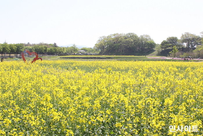 켄싱턴리조트, 유채꽃 따라 즐기는 자전거 피크닉 여행 상품 출시