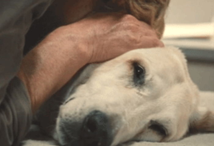 반려견을 떠나보내는 일은 가족과 ‘사별’하는 아픔과 똑같다