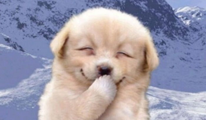 ‘댕댕이’ 처음 입양한 사람들에게 나타나는 8가지 변화