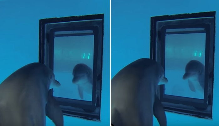‘돌고래’에게 거울을 줬더니 놀라운 일이 벌어졌다