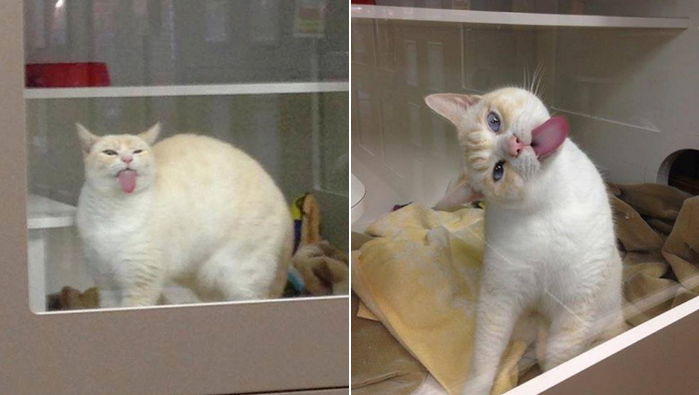 관심 가져달라고 사람만 지나가면 유리창 핥는 보호소 ‘고양이’