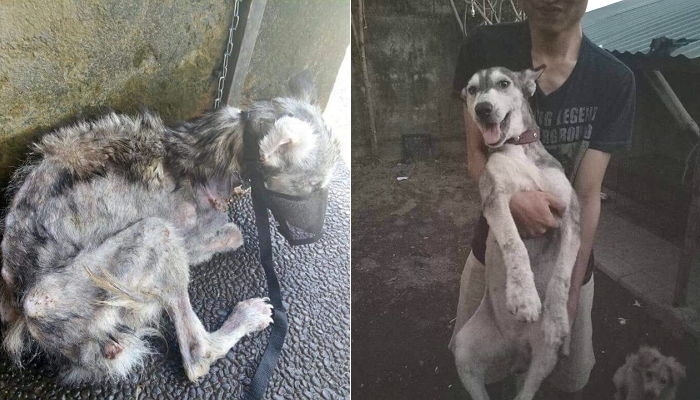 “해골 같이 말랐던 유기견이 알고 보니 대형견 허스키였습니다”