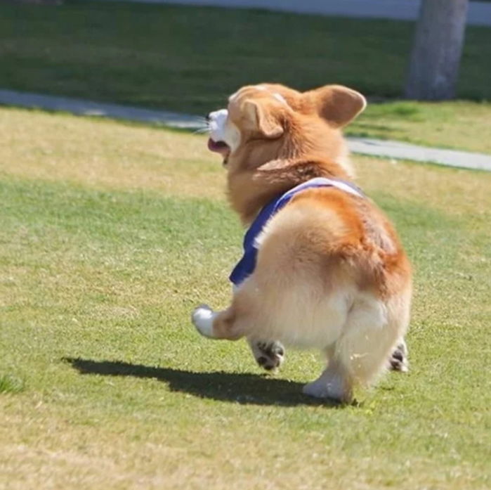 롱다리 달마시안도 믹스되면 ‘100% 숏다리’ 만드는 웰시코기 유전자