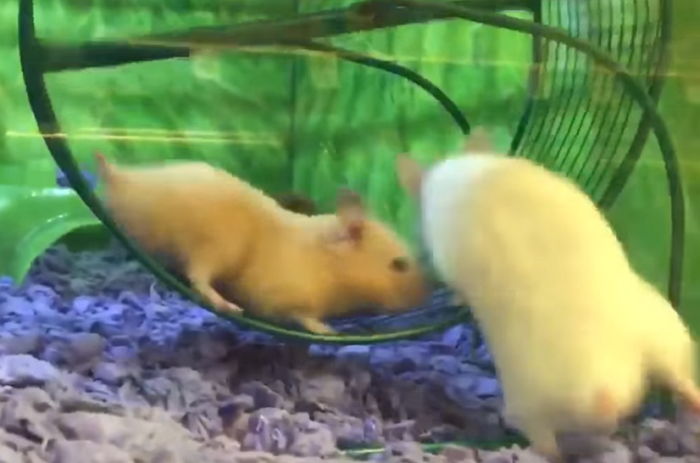 친구에게 ‘쳇바퀴’ 뺏기고 영혼 탈탈 털린 햄찌의 리얼 반응