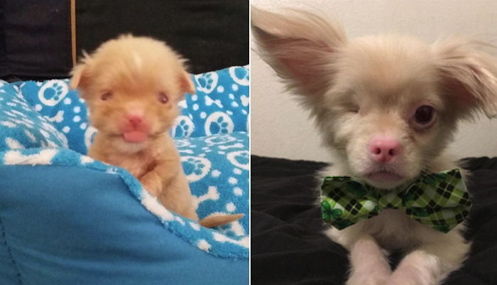 “주인에게 버림받았던 알비노 강아지가 이렇게 잘 자랐어요”