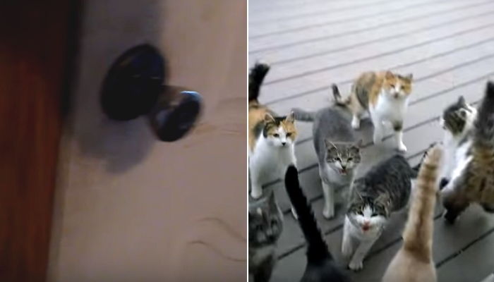 “집사야 밥 내놔라” 밥 한 번 챙겨주니 매일 친구들 데리고 오는 길냥이