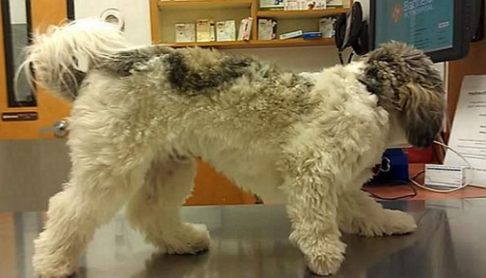 ‘동물병원 진찰대’ 올라가자 무서워서 진짜 얼어버린 강아지