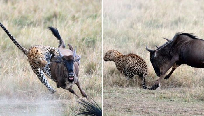새끼 잡아먹으려는 표범 ‘몸통 박치기’로 응징한 엄마 뿔소
