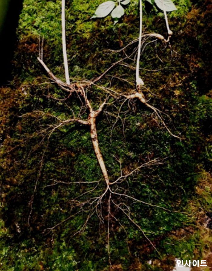 할머니가 꿈에 나타난 뒤 ‘1억’ 넘는 100년산 산삼 발견한 등산객