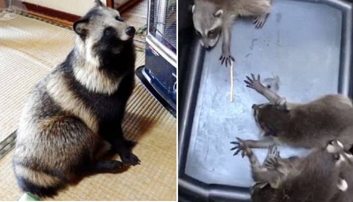 “소파에 앉아 TV 보고 있었는데 천장에서 ‘라쿤 가족’이 떨어졌어요”