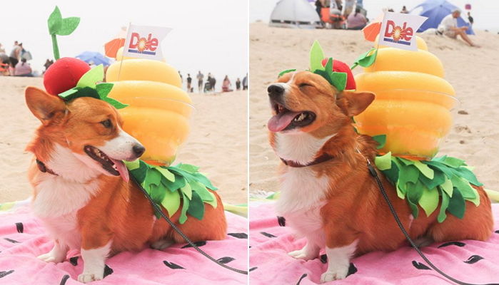 해변가 점령해 ‘코기밭’으로 만들어버린 숏다리 ‘웰시코기들’