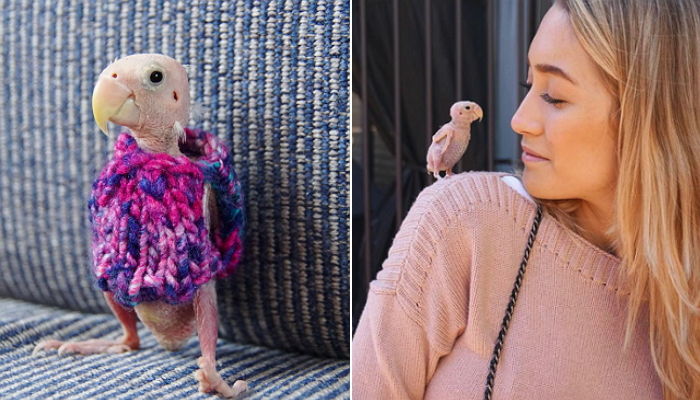 희귀병으로 털 없이 태어난 새에게 ‘털옷’ 입혀준 여성