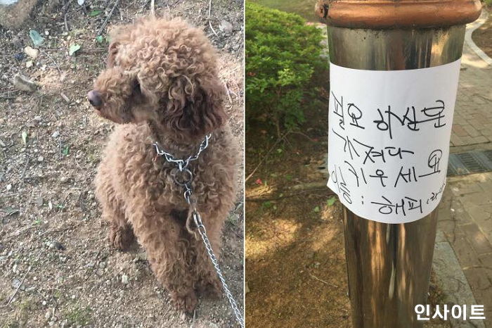 “필요하신 분 가져다 키우세요” 쪽지와 함께 강아지 ‘쇠 목줄’ 채운 채 버린 주인