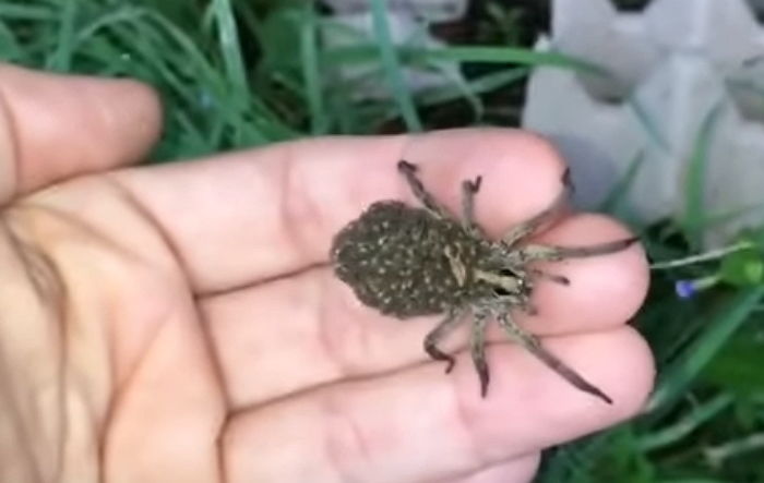 등에 ‘새끼 거미’ 수백마리 업고 다니는 거미가 발견됐다