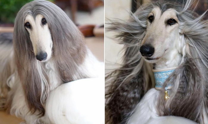 찰랑이는 머릿결 위해 한 달 미용 비용만 ‘80만원’ 쓰는 모델 강아지