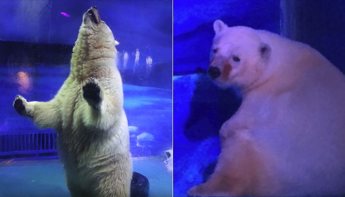 관광객 재미 위해 쇼핑몰에 갇혀 살다 구조돼 미소 되찾은 북극곰