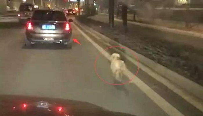 버려진 줄도 모르고 ‘주인 차’ 놓칠까 봐 ‘전속력’으로 쫓아가는 강아지