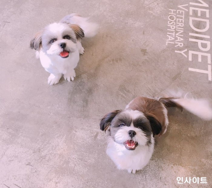 “안락사 위기에 놓였던 시추 형제가 새 가족을 만나 이렇게 예뻐졌습니다”