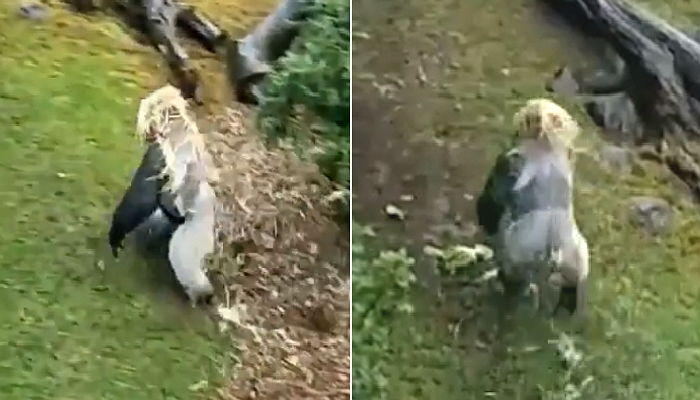 동물원 관광객들 빵 터뜨린 소나기 피하는 고릴라의 뒤태