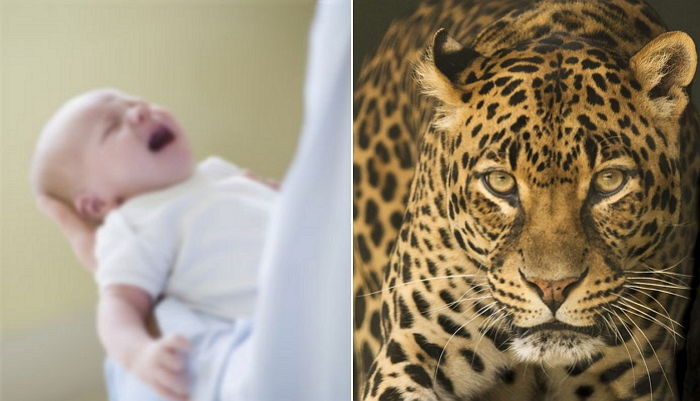 아기 산 채로 잡아먹은 표범 끝까지 추적해 살해한 동물원 관계자들