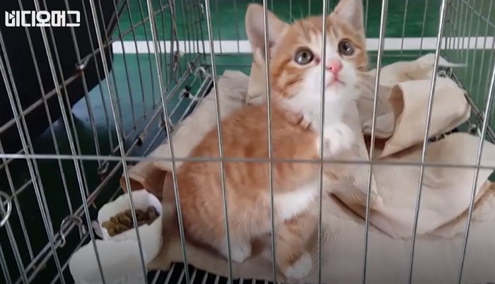 “왜 이제 꺼내줬냥?” 탈의실 벽에서 1주일만에 구조된 ‘세젤귀’ 아기냥