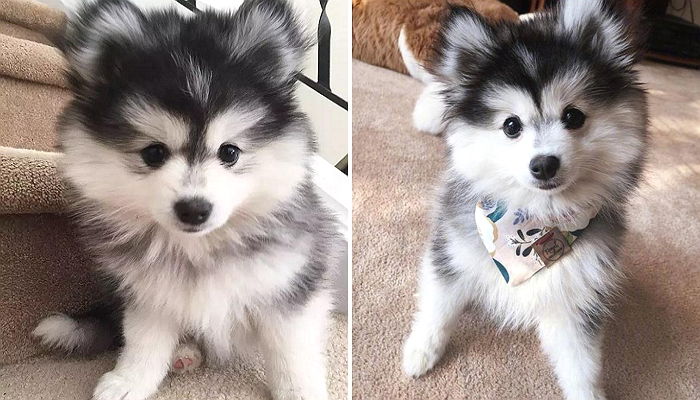 ‘포메라니안+허스키’ 장점만 가지고 태어난 귀요미 ‘폼스키’