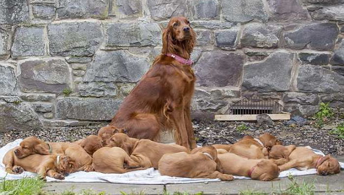 생일날 엄마 강아지에게 ‘감사 인사’하러 온 15마리 새끼 강아지