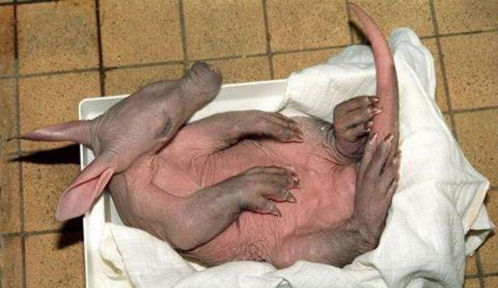 “길에서 주운 ‘꼬물이’가 알고 보니 멸종위기종 ‘땅돼지’였습니다”