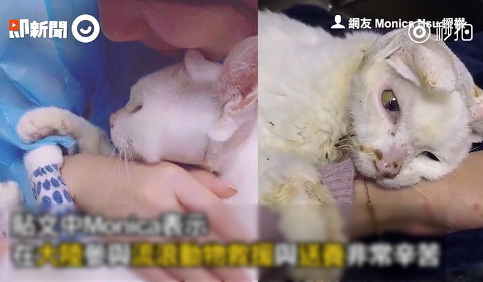 ‘입양’ 보냈다 학대 받고 돌아온 ‘고양이’ 안고 오열하는 여성