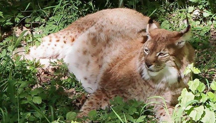 ‘중성화 수술’ 당하고 실의에 빠져 몸무게 ‘최고치’ 찍은 수컷 스라소니