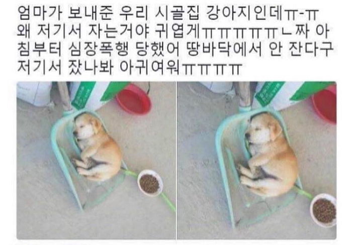 더러운 땅바닥서 자기 싫었던 시골 ‘댕댕이’의 취침법