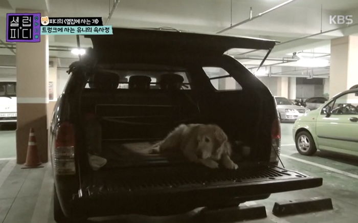 매일 자동차 트렁크에 묶여있다 사람 나타나자 반가워하는 ‘14살’ 리트리버