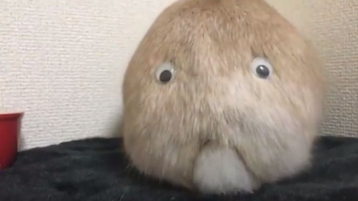 토실토실한 ‘못난이 인형’ 같은 비주얼의 주인공은 누구일까요