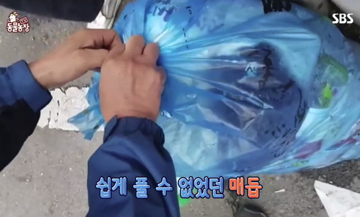 눈도 못 뜬 아기냥이 4마리를 쓰레기 봉지에 꽁꽁 묶어 내다버린 남성