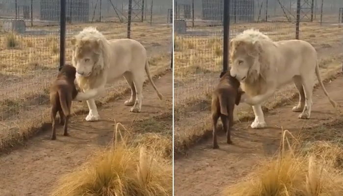 “어흥!” 크게 포효해도 겁먹지 않는 강아지 때문에 당황한 백사자