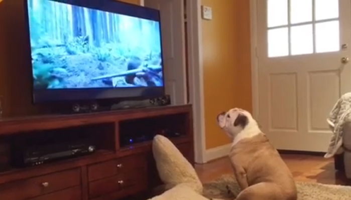 ‘TV’에서 곰한테 공격당하는 사람 보고 걱정돼 ‘안절부절’못하는 강아지