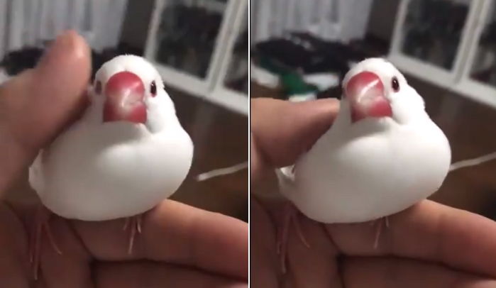 주인이 부르면 쪼르르 날아오는 ‘마시멜로’ 비주얼 ‘반려새’