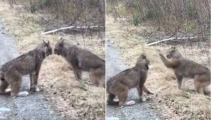 짝짓기 하고 싶어 ‘괴성’ 지르며 절규하는 수컷 스라소니들