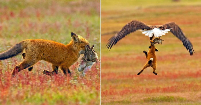 “내 먹이는 내가 지킨다!”…어렵게 사냥한 토끼 낚아챈 독수리와 ‘한판 승부’ 벌인 여우