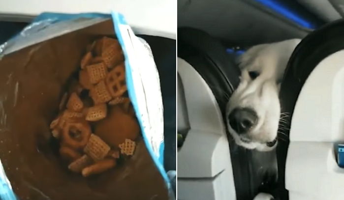 과자를 뜯는 순간 앞 좌석에서 코를 벌름거리는 댕댕이와 눈이 마주쳤다