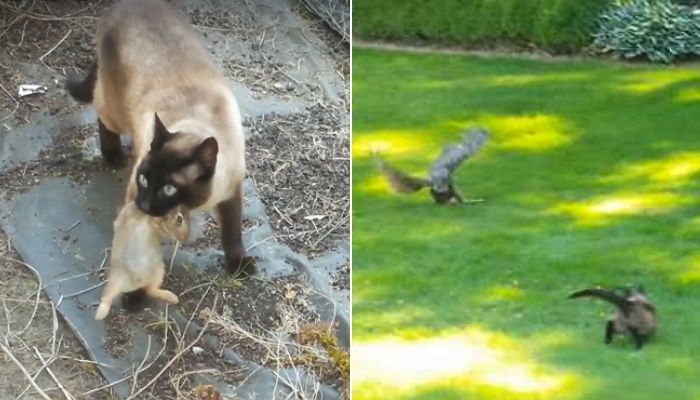 갑자기 날아온 새한테 다 잡은 토끼 빼앗기고 ‘멘붕’ 온 고양이